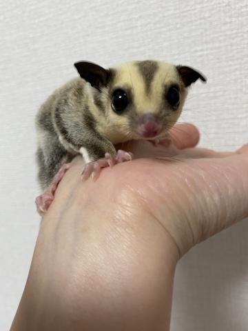 プラチナ