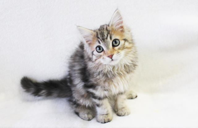 サイベリアン 父 Ticaチャンピオン 優良血統 子犬や子猫たちのペット販売情報が満載 ペットステーション サイベリアン 父 Ticaチャンピオン 優良血統 子犬や子猫たちのペット販売情報が満載 ペットステーション