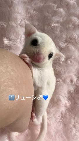 リューシ