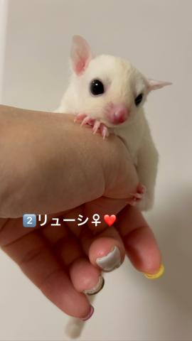 リューシ
