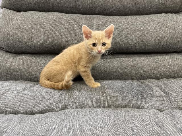 スコティッシュフォールド