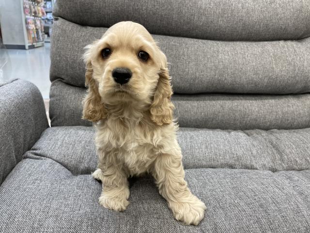 アメリカンコッカースパニエル