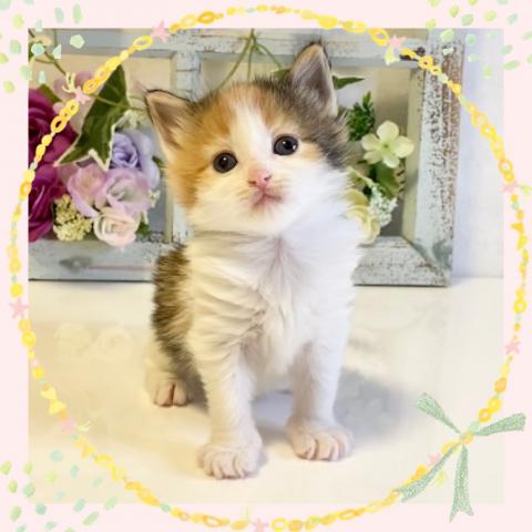 ノルウェージャンフォレストキャット