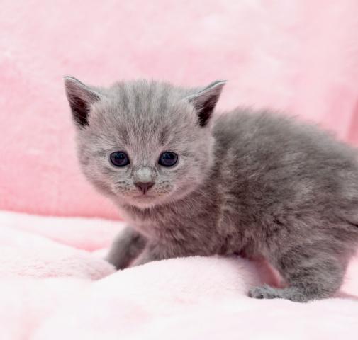 シャルトリュー魅惑のブルー猫