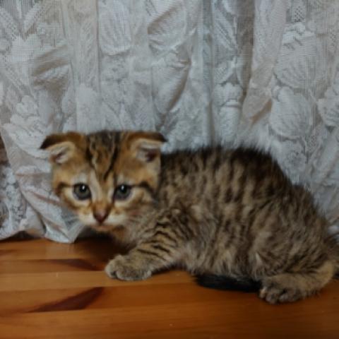 スコティッシュフォールド