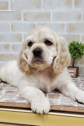 アメリカンコッカースパニエル