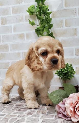 アメリカンコッカースパニエル