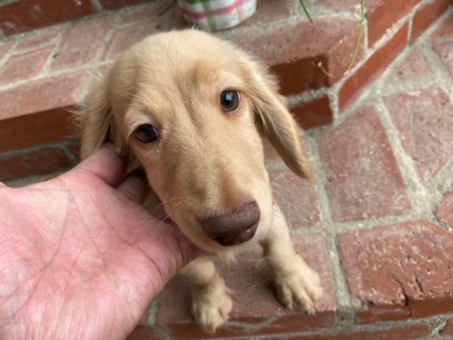 ミニチュアダックスフンド