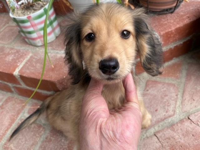 ミニチュアダックスフンド