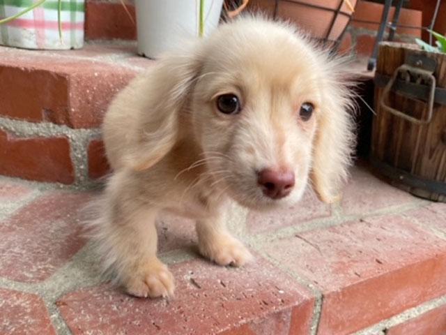 ミニチュアダックスフンド