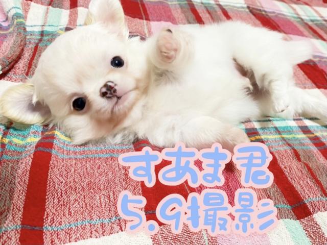 チワワ（ロングコート）