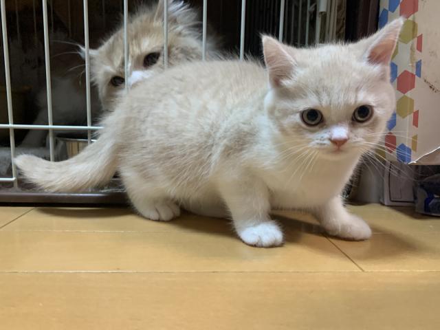 スコティッシュフォールド