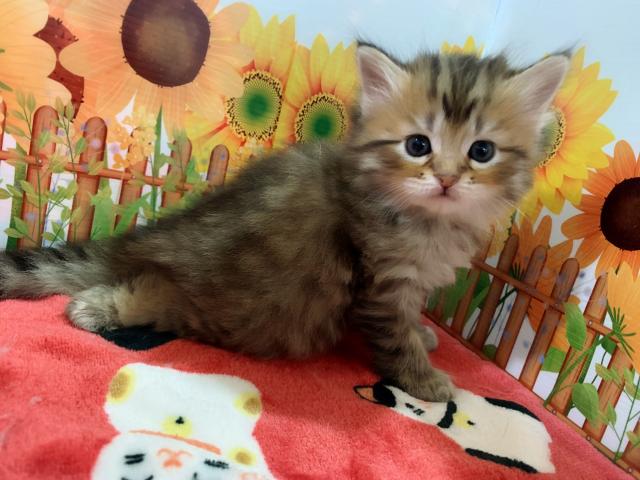 サイベリアン☆らんちゃんラストベビー☆