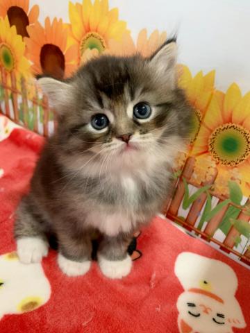 サイベリアン☆ランちゃんラストベビー☆