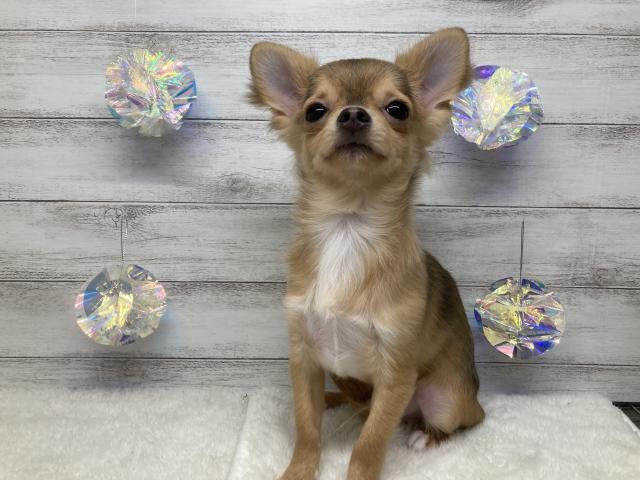 チワワ(ロングコート)