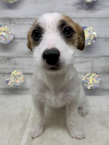 ジャックラッセルテリア