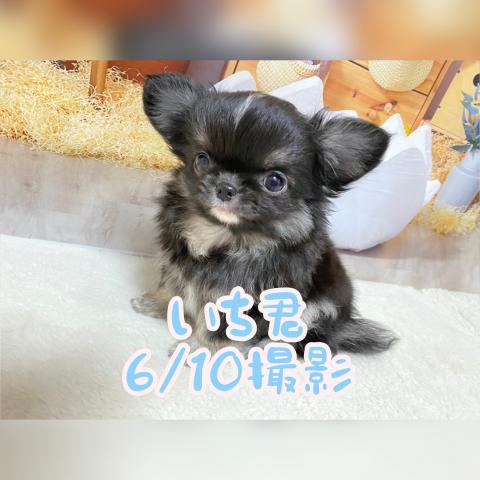 チワワ（ロングコート）