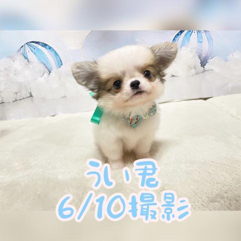 チワワ（ロングコート）