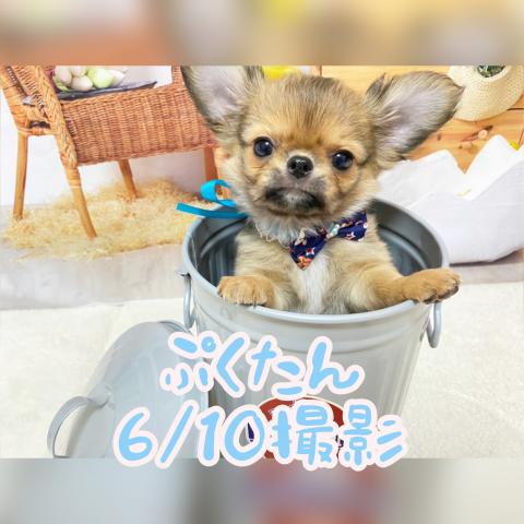 チワワ（ロングコート）