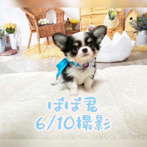 チワワ（ロングコート）