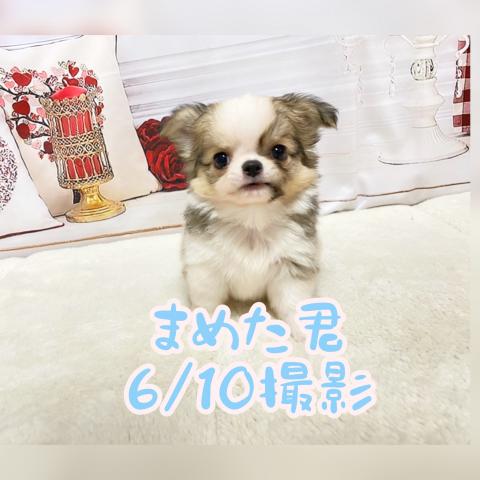 チワワ（ロングコート）