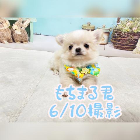 チワワ（ロングコート）