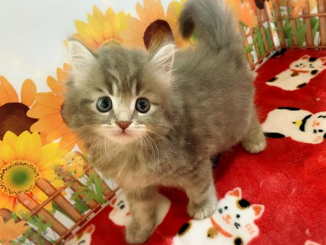 サイベリアンユキちゃんラストベビー♡