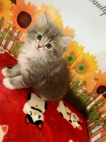 サイベリアンユキちゃんラストベビー♡