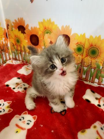 サイベリアンユキちゃんラストベビー♡