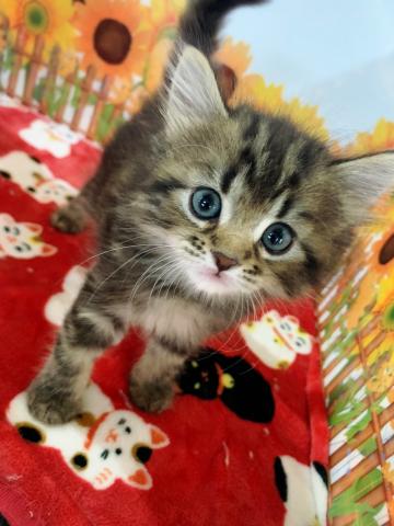 サイベリアンユキちゃんラストベビー♡