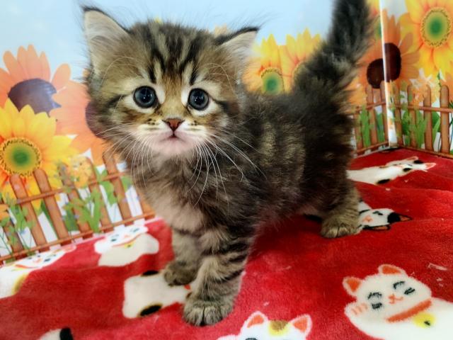 サイベリアンユキちゃんラストベビー♡