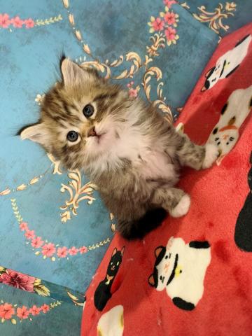 サイベリアンすずちゃんラストベビー♡