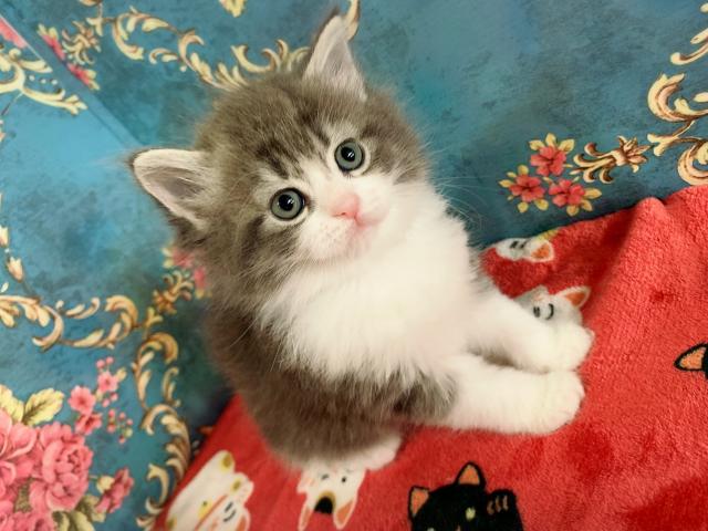 サイベリアンすずちゃんラストベビー♡