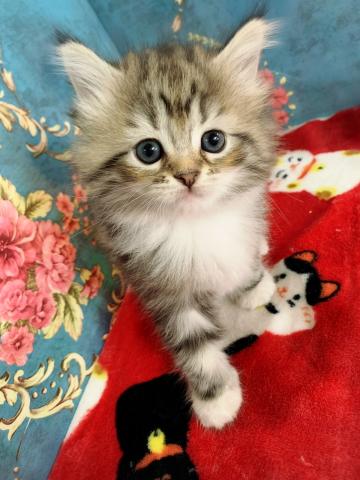 サイベリアンすずちゃんラストベビー♡