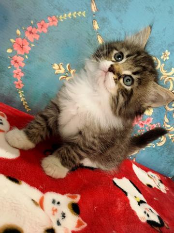 サイベリアンすずちゃんラストベビー♡