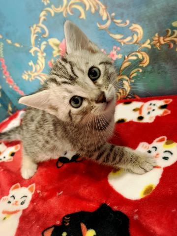 ジェネッタぐらちゃんラストベビー♡