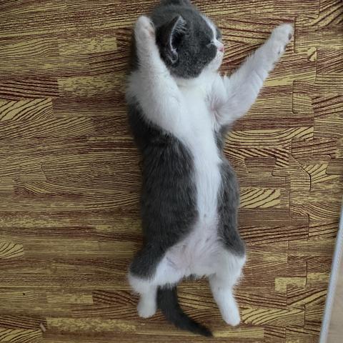 ブリティッシュショートヘア