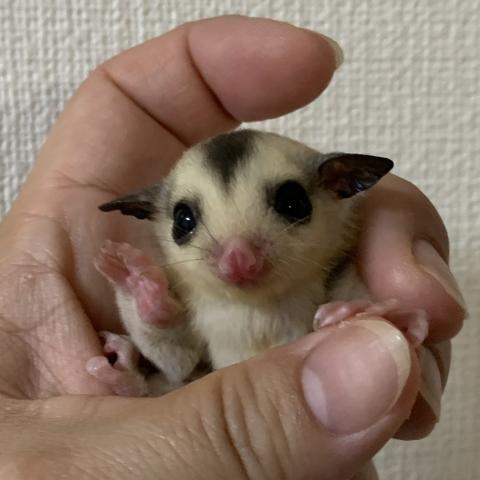 フクロモモンガ モザイク　66％ヘテロリューシ50％ヘテロクリミノ
