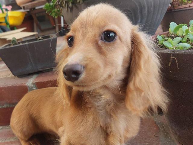 ミニチュアダックスフンド