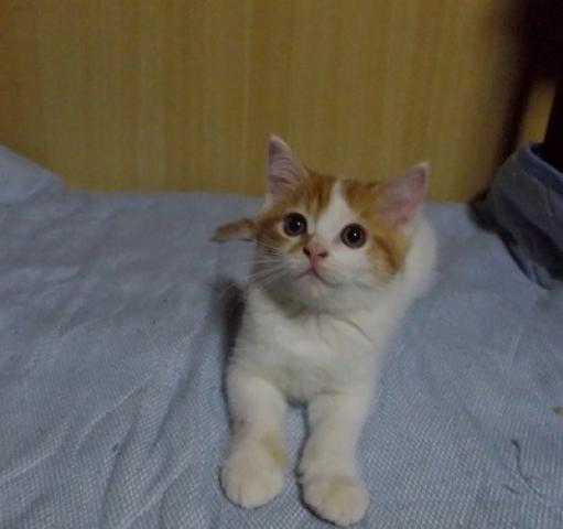 スコティッシュフォールド