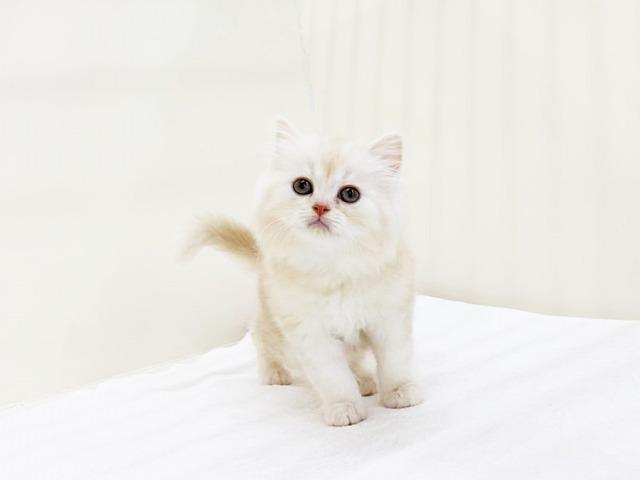 スコティッシュフォールド
