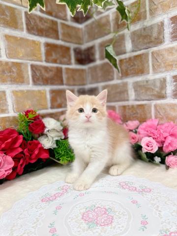 ノルウェージャンフォレストキャット動画あり！元気いっぱいで好奇心旺盛な男の子♪
