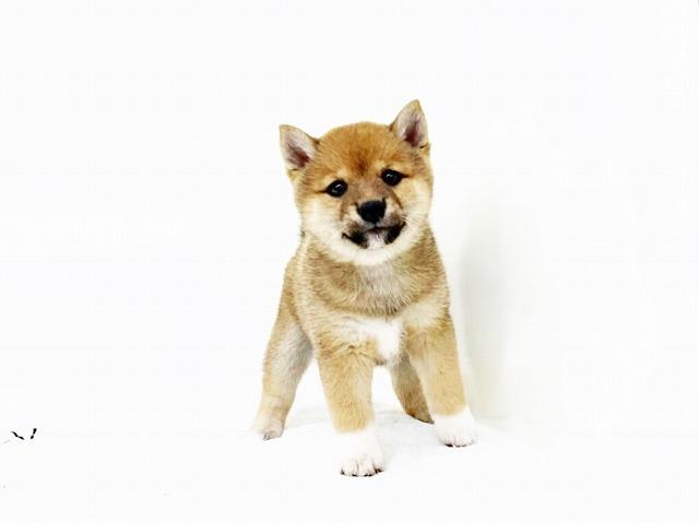 豆柴犬
