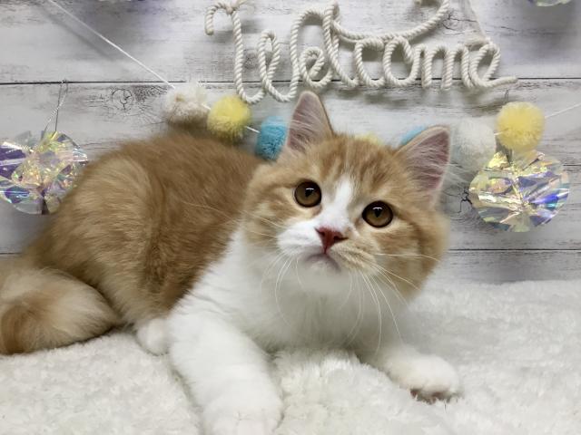 スコティッシュフォールド