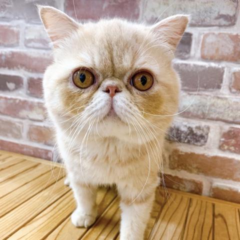 エキゾチックショートヘアー