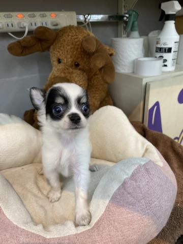 ビバペッツ志木店 埼玉県 子犬や子猫たちのペット販売情報が満載 ペットステーション ビバペッツ志木店 埼玉県 子犬や子猫たちのペット販売情報が満載 ペットステーション