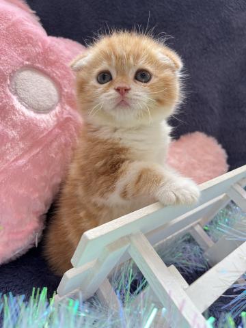 スコティッシュフォールド