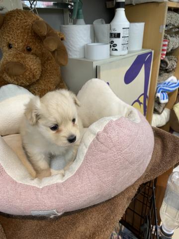 ビバペッツ志木店 埼玉県 子犬や子猫たちのペット販売情報が満載 ペットステーション ビバペッツ志木店 埼玉県 子犬や子猫たちのペット販売情報が満載 ペットステーション
