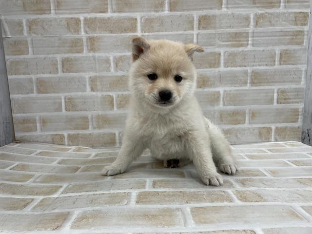 MIX