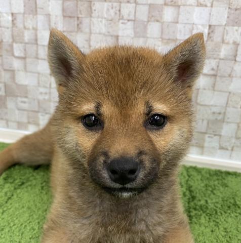 柴犬